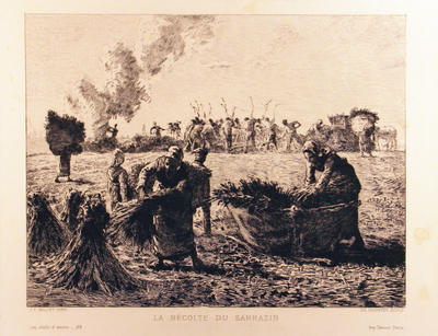 La Récolte du Sarrazin