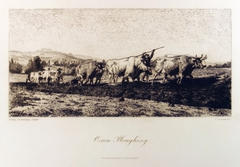 Oxen Ploughing