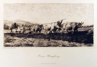 Oxen Ploughing