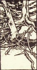 Tree and Roots at Dunning's Spring