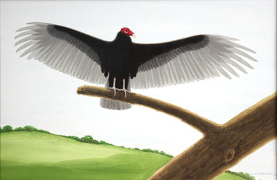 Turkey Vulture