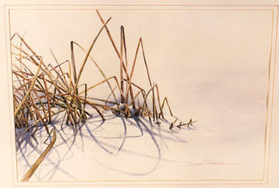 Winter Reeds