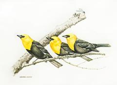 Yellow-Headed Blackbirds