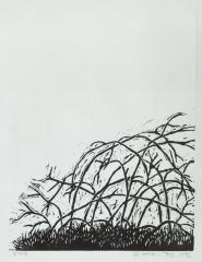 Vine