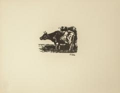 A Cow