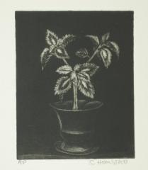 Untitled Mezzotint