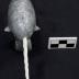Narwhal