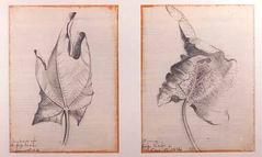 Dying Fig Leaf Dec. 1st 1956; Backside of a Fig Leaf Dec. 1st 1956