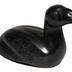 King Eider