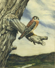 Sparrow Hawk